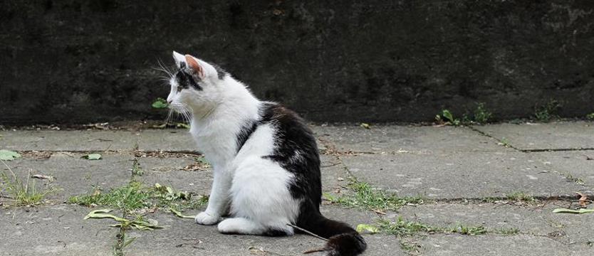 Groźna choroba atakuje koty