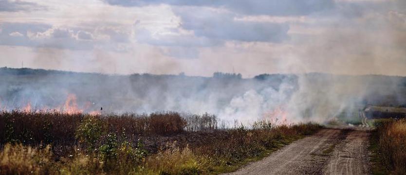 Paliło się zboże. W akcji uczestniczyło 19 jednostek straży pożarnej