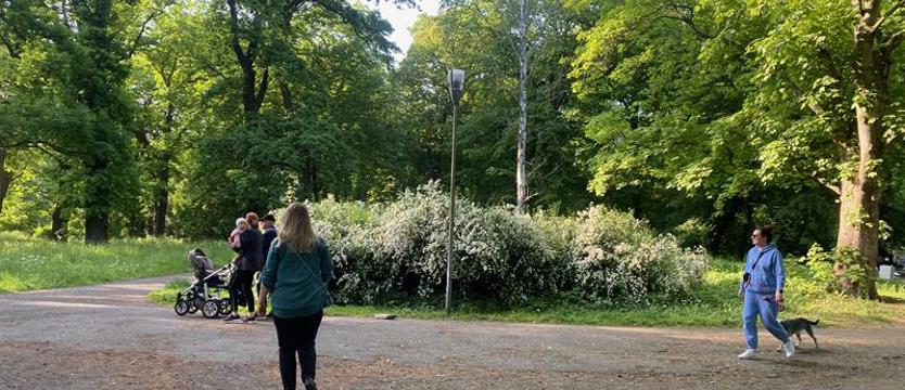 Radny: „nasz mały Central Park”. Kiedy przemiana Żeromskiego?