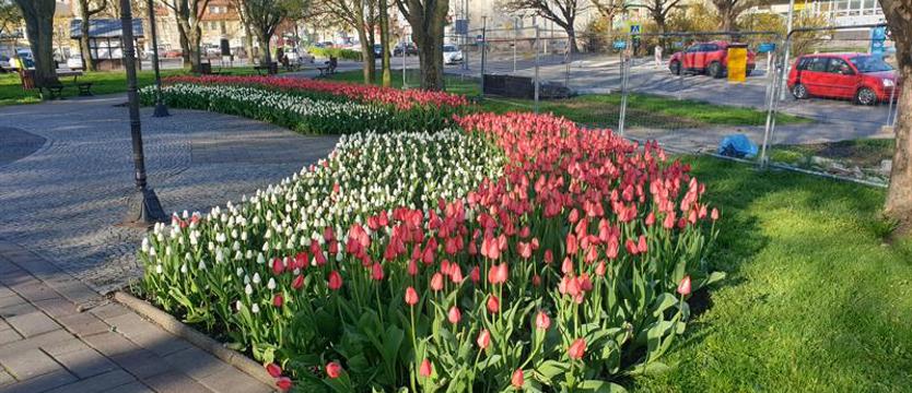 Barlineckie tulipany