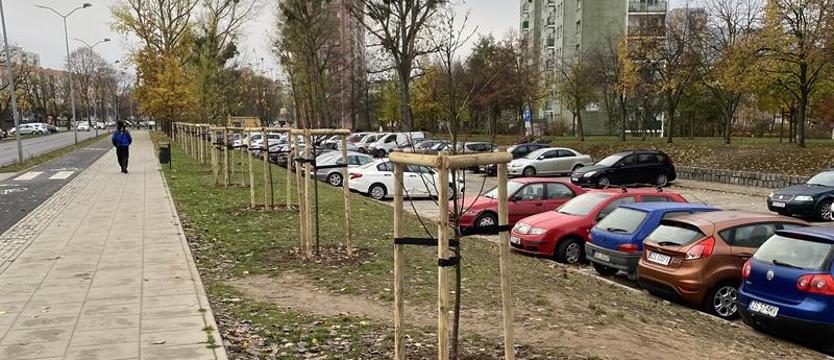 Nie szkoda drzew?