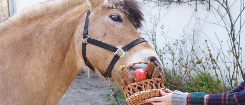 Święcenie pokarmów w stadninie ZUT