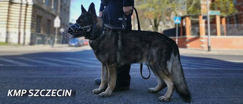 Od torby do złodzieja. Niezawodny "Karzeł"