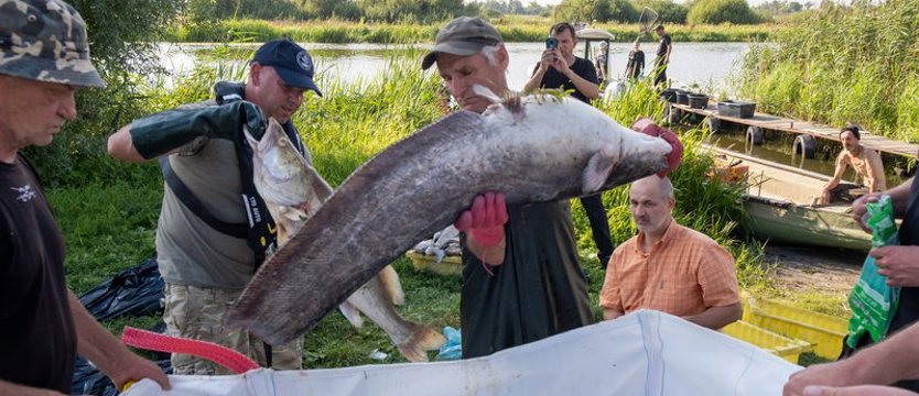 Masowo wyławiają śnięte ryby, które od południa napływają do Szczecina