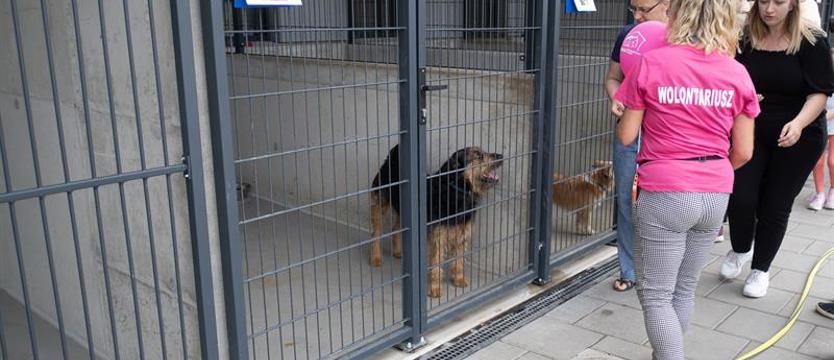 Światowy Dzień Zwierząt. Serca dla braci mniejszych