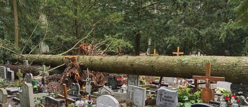 Cmentarz Centralny: szacowanie strat po ostatniej wichurze
