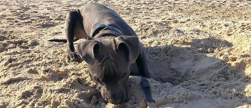 Czworonogi na plażę! Kołobrzescy radni zmienili regulamin kąpielisk