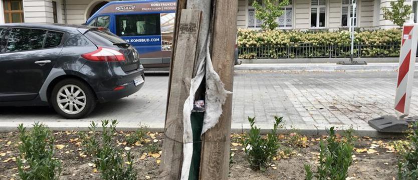 Worki pod odeskowanymi pniami Złotego Szlaku