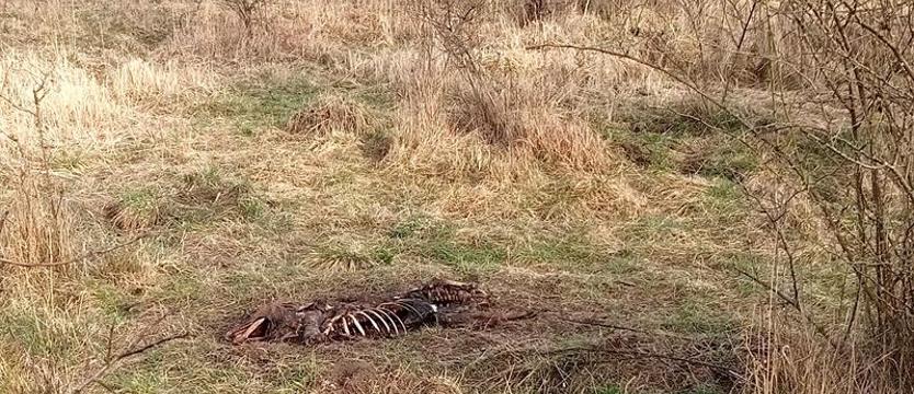 Martwe dziki leżą, żywe roznoszą zarazę w siną dal