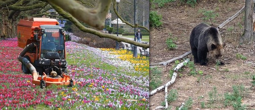 To był Prima Aprilis