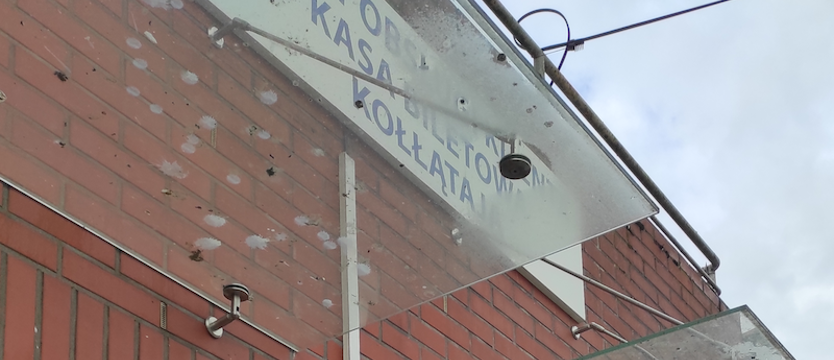 Gołębi problem na pętli autobusowej Kołłątaja
