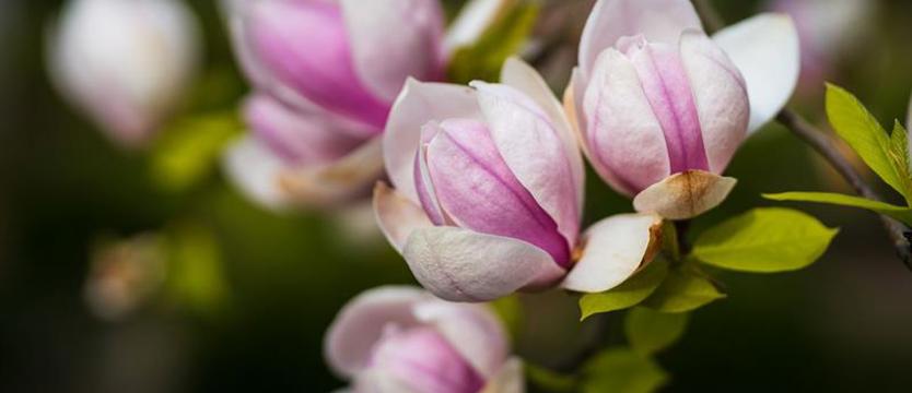 Konkurs rozstrzygnięty! Do kogo trafią drzewka magnolii?