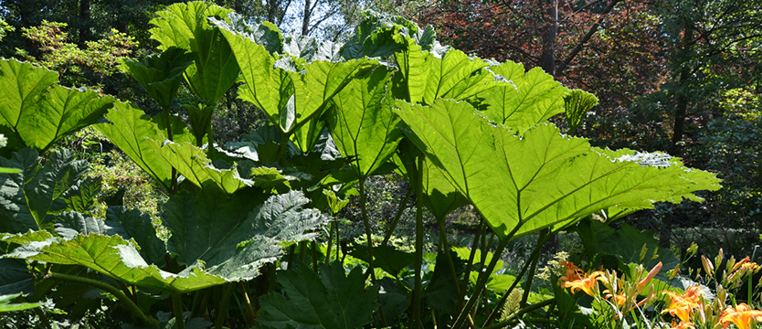 Bogactwo kolorów w Leśnym Ogrodzie Botanicznym Eberswalde