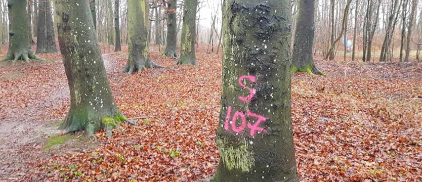 Wycinka drzew w Królewskim Gaju nielegalna? Konserwator zabytków kontra inwestor