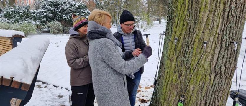 Mobilny tomograf pomoże chronić drzewa