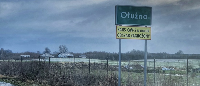 Koronawirus zaatakował norki. Zaraza na podkołobrzeskich fermach