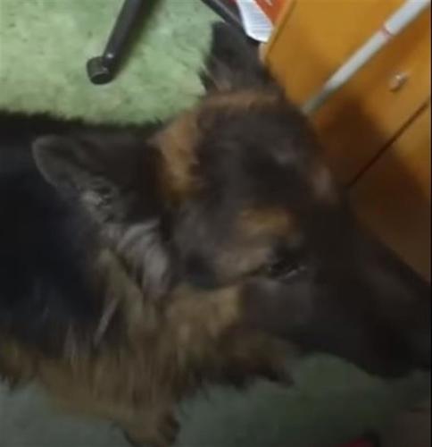 Pies dręczony w białogardzkim schronisku "Animals"