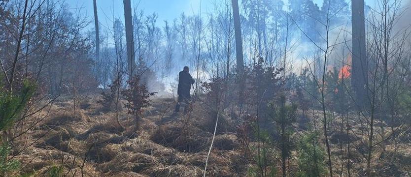 Płoną pola, płoną lasy. Trudny czas dla strażaków i leśników