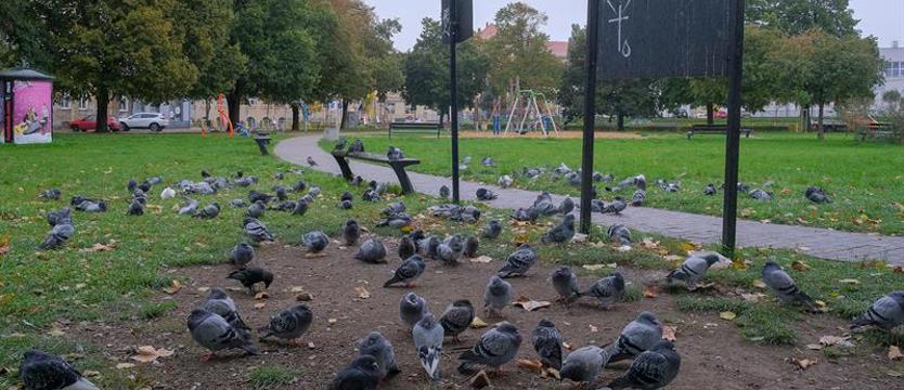 Była deratyzacja i…? Szczury biegają  po alejkach