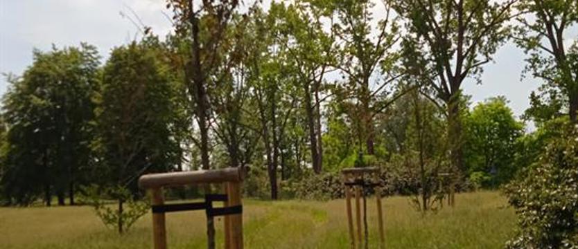 Czytelniczka: brakuje mądrości w opiece nad zielenią. Podzwonne dla drzew
