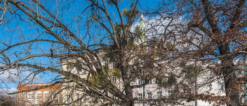 Jemioła osłabia drzewo na placu Tobruckim