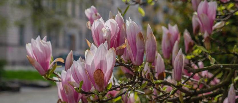 Ostatnie dni na magnoliowe kadry