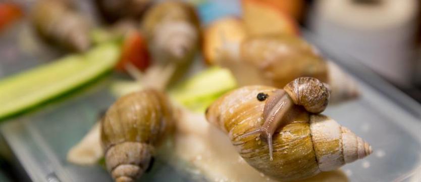 "Noc Biologów". Uniwersytet zaprasza w piątek