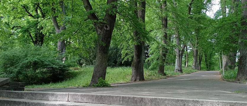 Niedzielny spacer wśród zieleni. Park wiekowych drzew do odkrycia
