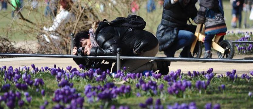 Krokusowy konkurs fotograficzny. Zrób zdjęcie i wygraj weekend w SPA!