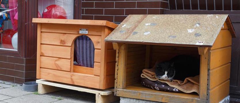 Kot Gacek ma nowy apartamencik
