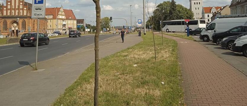Jak to się mogło stać? Szpaler martwych drzew – z widokiem na zamek