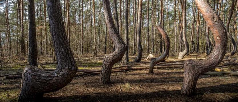 Planują dwie plantacje „krzywych drzew”