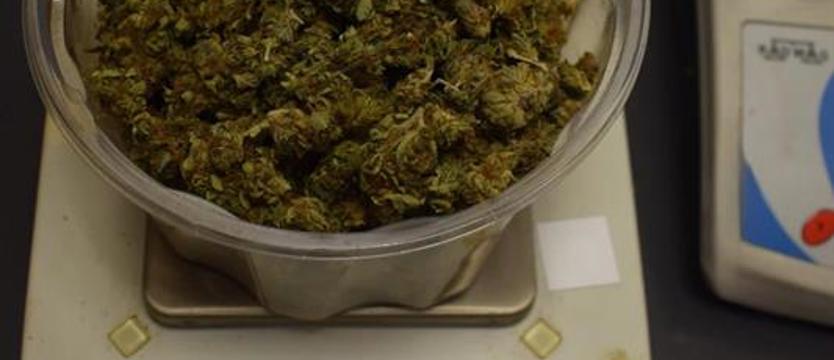 Zatrzymanie w Stargardzie. Miał ponad kilogram marihuany i krzewy konopi