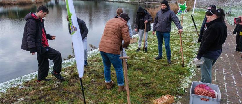 Milion krokusów dla Szczecina. Wielki kobierzec nad Stawem Brodowskim