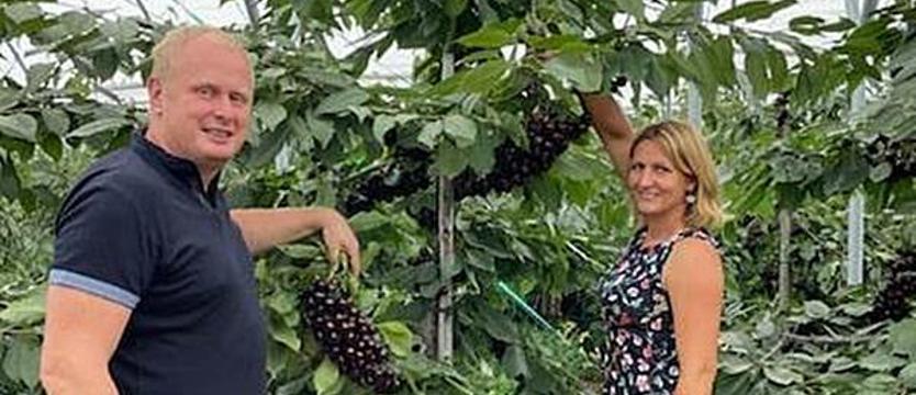 Czereśniowe eldorado. Drzewka rosną pod dachem