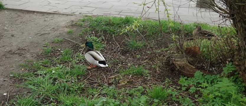 Opodal krzaczka. Krzyżówki na Pomorzanach