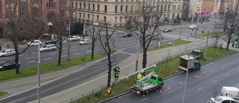 Korony i podstrzyżyny 