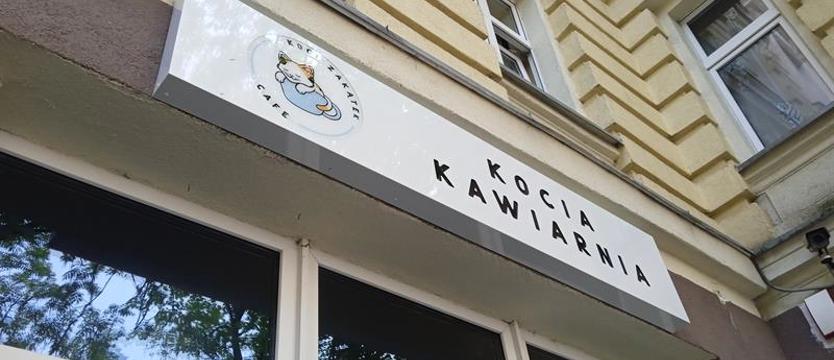 Powstaje pierwsza kocia kawiarnia w Szczecinie