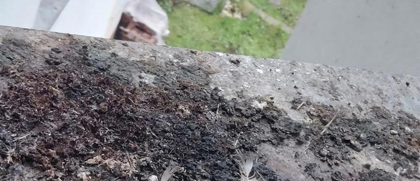 Gołębie znowu dewastują kamienicę. Dalszy ciąg historii mieszkanki Studziennej 15