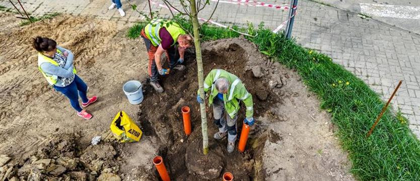 Wyzwaniem nie tylko „Złotowska”. Pół tysiąca drzew i nowy park – jeszcze tej wiosny