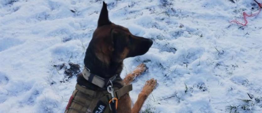 Walter w akcji. Mimo trudnych warunków nie zgubił tropu