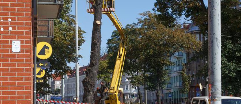 Sezon na piły w Szczecinie. Drzewa w pień przy al. Bohaterów Warszawy