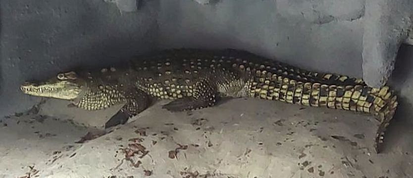 Mieszkaniec Sosnowca trzymał w basenie dwa krokodyle - żywego i martwego...