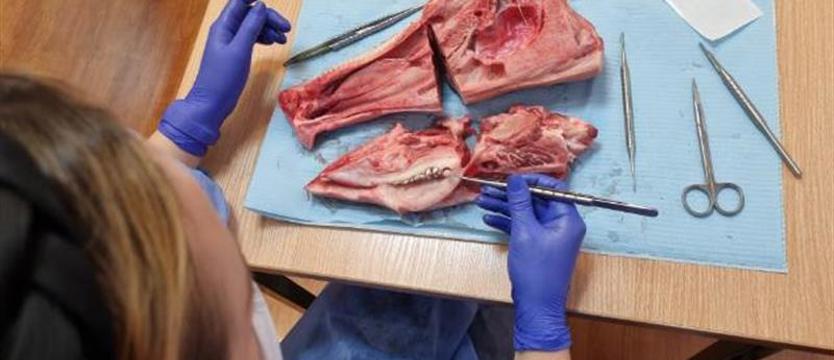 Przyszli dentyści doskonalili umiejętności