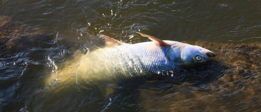 Eksperci PAN: nie można twierdzić, że katastrofa ekologiczna na Odrze miała przyczynę naturalną