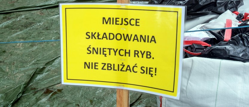 Wyłowili 90 kg śniętych ryb z kanału na Międzyodrzu