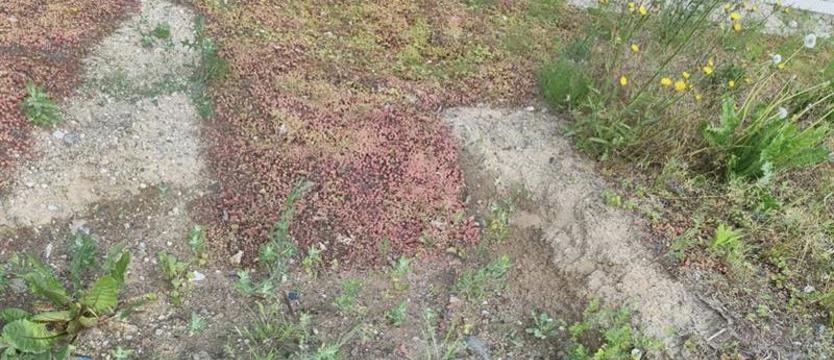 Naprawią skarpę na Szafera