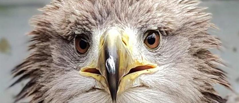 Natura do woliery bielików. Zwierzogród zabiega o zielone