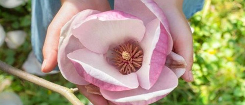 Konkurs fotograficzny rozstrzygnięty. Nasze Magnolie!