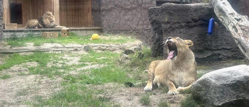 Wakacje ze zwierzętami. ZOO w Ueckermünde – pomysł na wolny czas